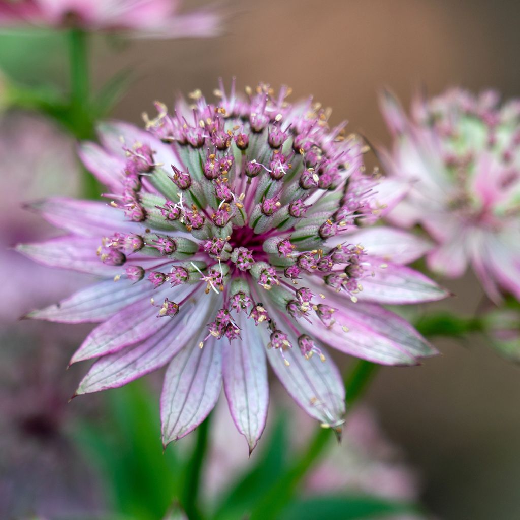 Astrantia major - Große Sterndolde