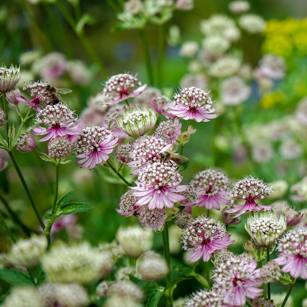 Astrantia major - Große Sterndolde