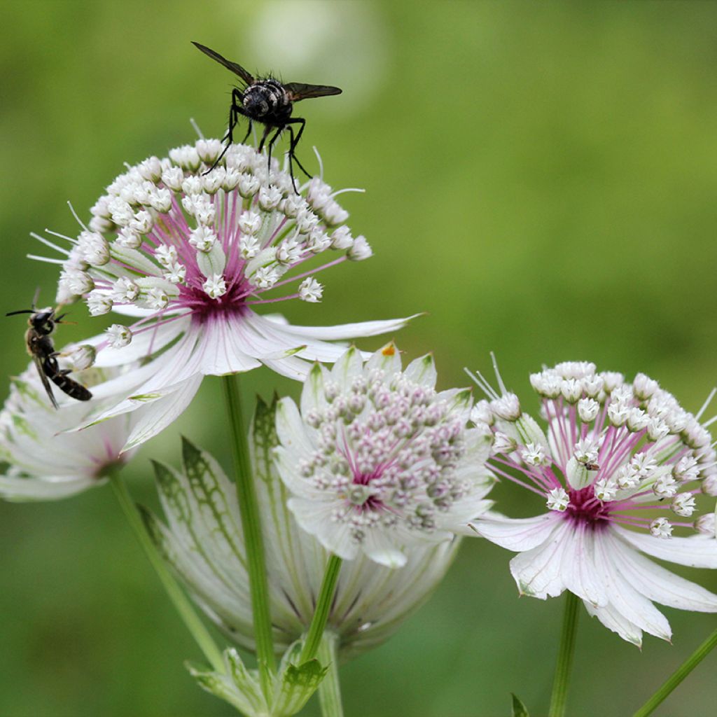 Astrantia major - Große Sterndolde