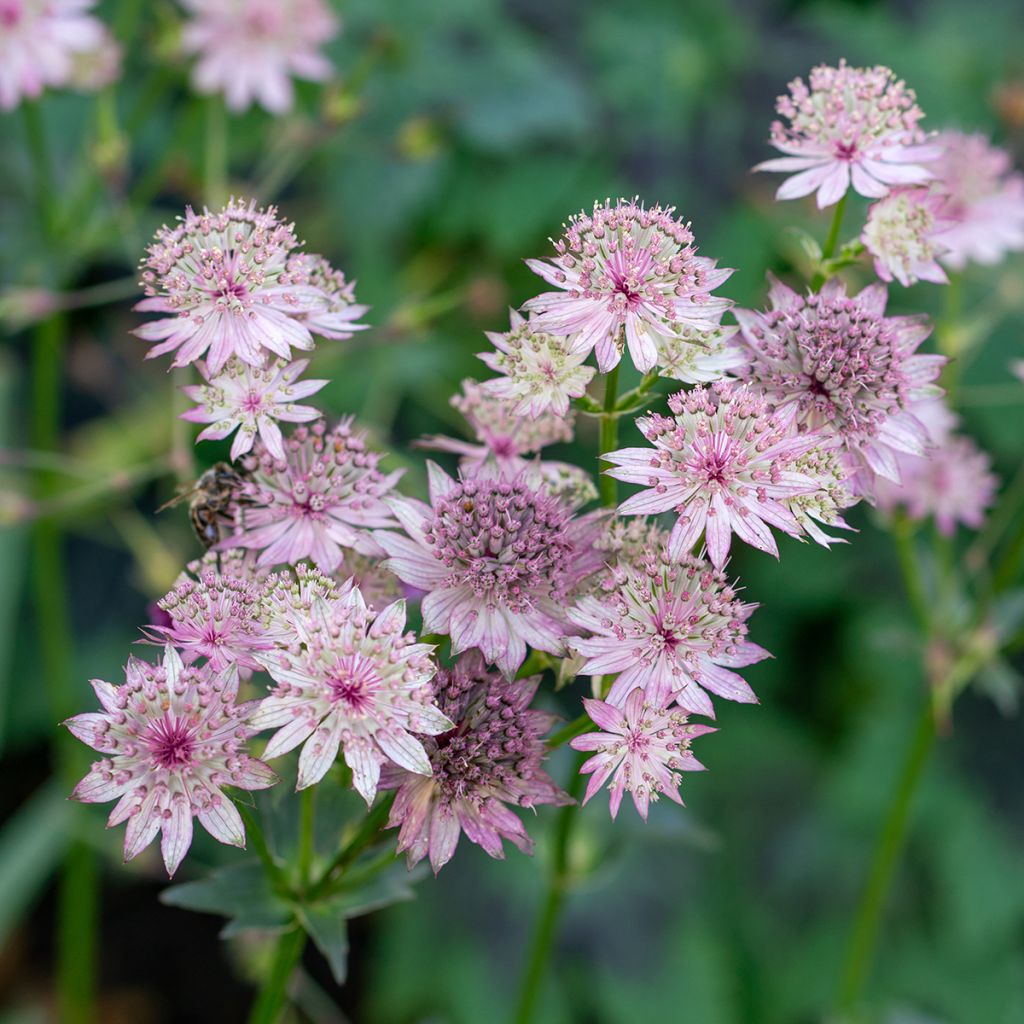 Astrantia major - Große Sterndolde