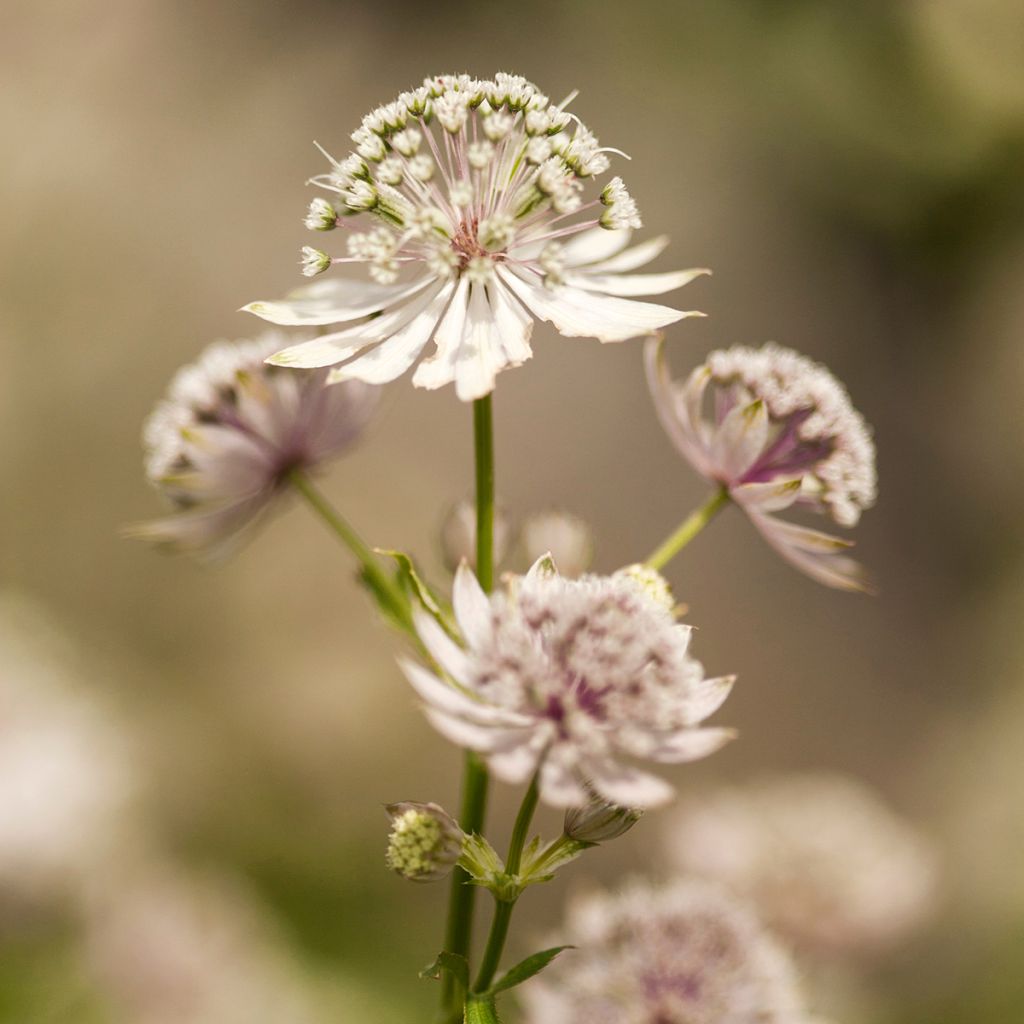 Astrantia major - Große Sterndolde