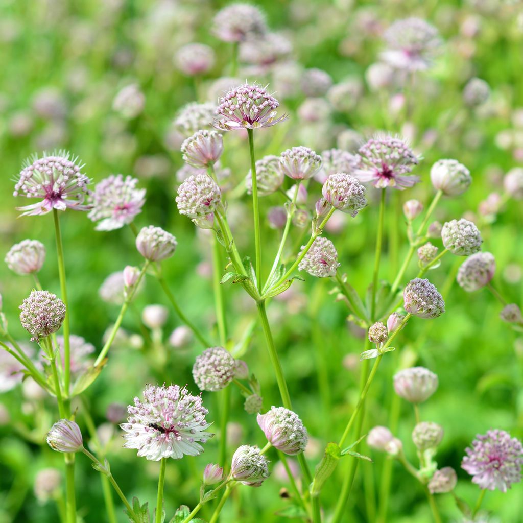 Astrantia major - Große Sterndolde