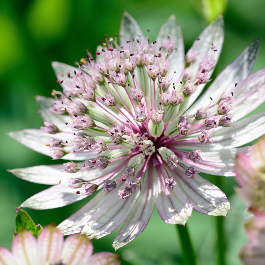 Astrantia major - Große Sterndolde