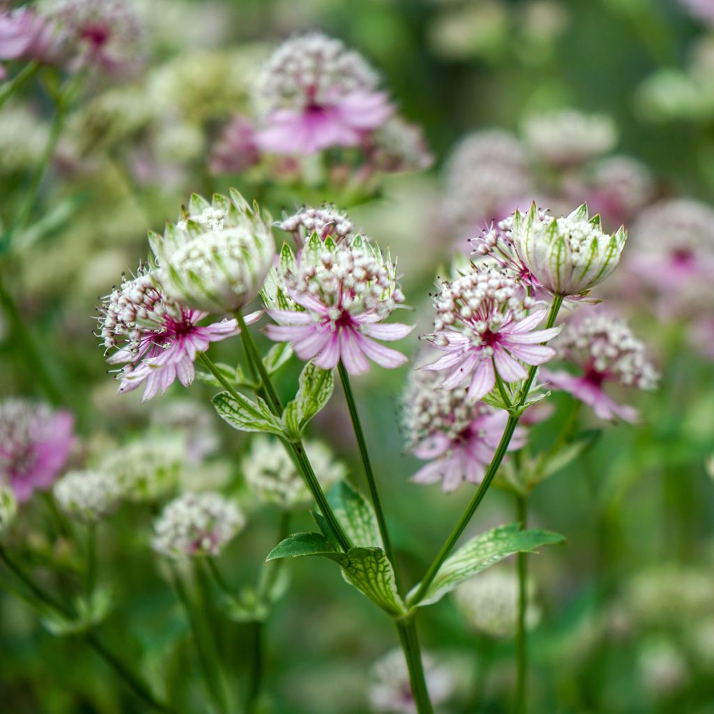 Astrantia major - Große Sterndolde