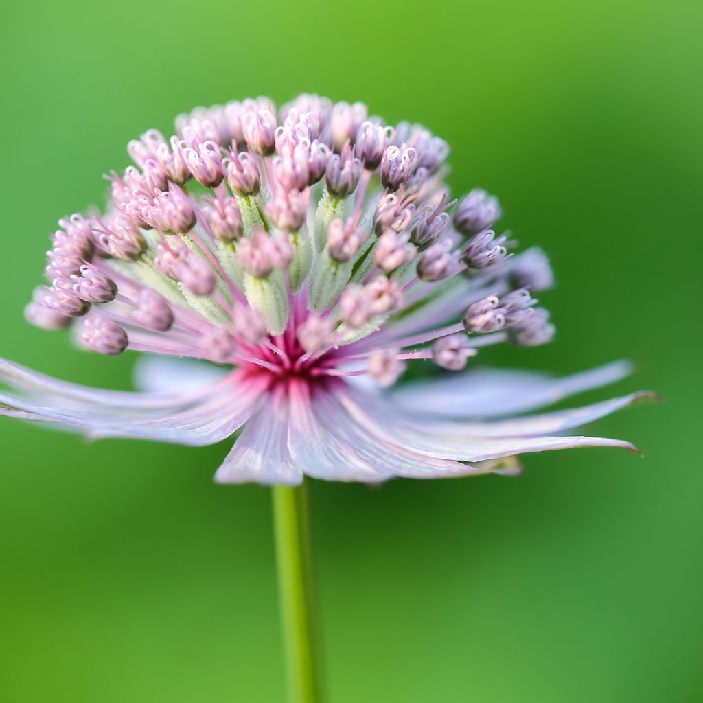 Astrantia major - Große Sterndolde