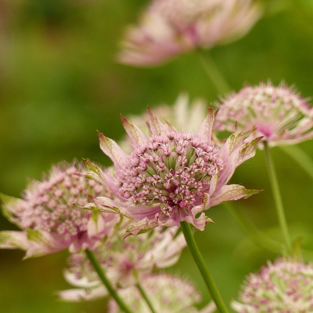 Astrantia Pink Pride - Sterndolde