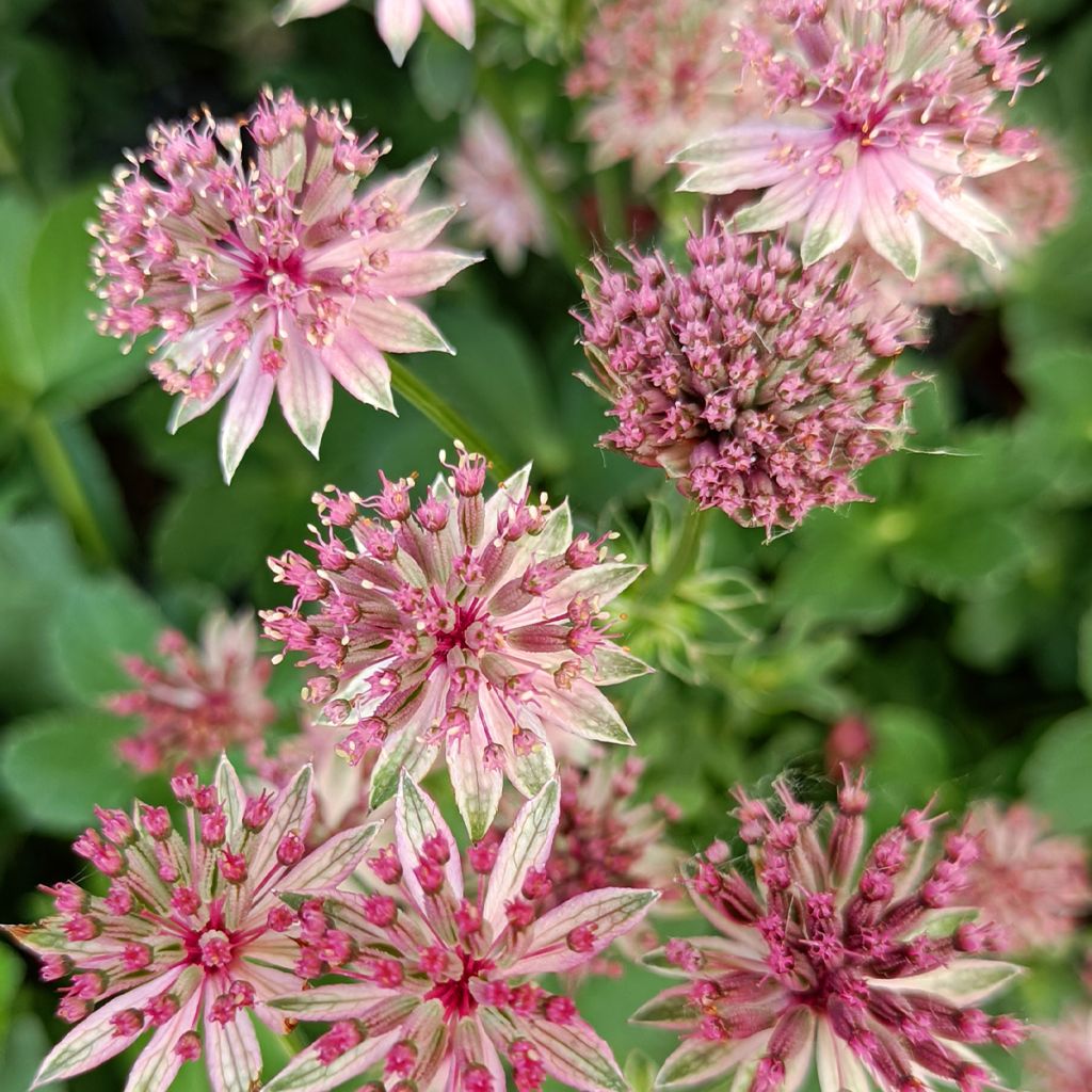 Astrantia Roma - Sterndolde