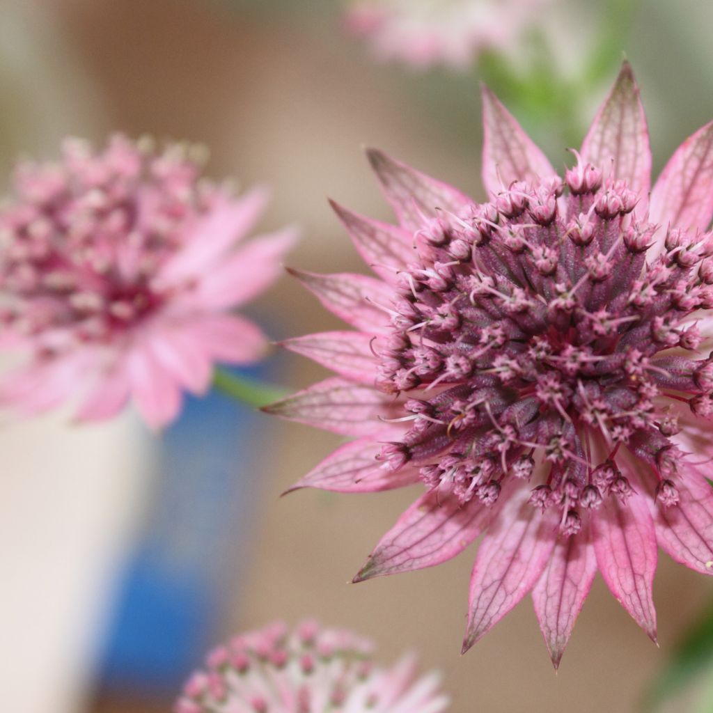 Astrantia major Rubra - Sterndolde