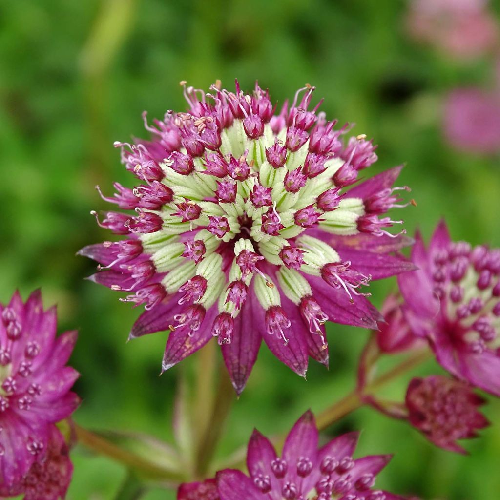 Astrantia Star of Beauty - Sterndolde