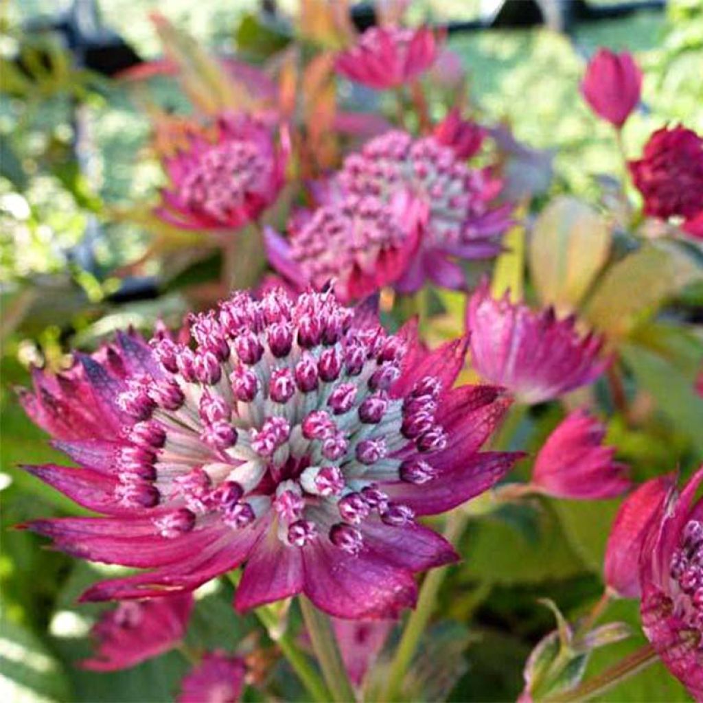 Astrantia Star of Treasure - Sterndolde