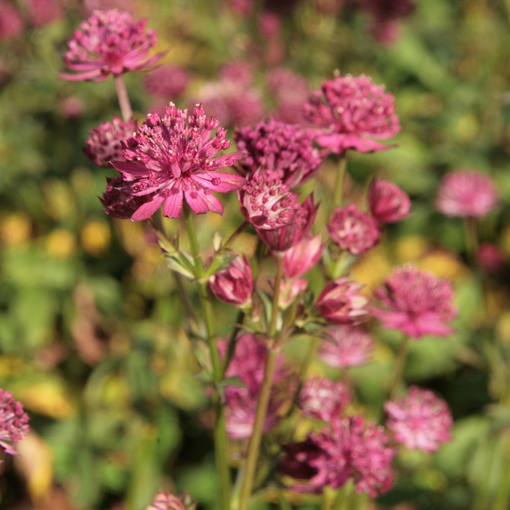 Astrantia Washfield - Sterndolde