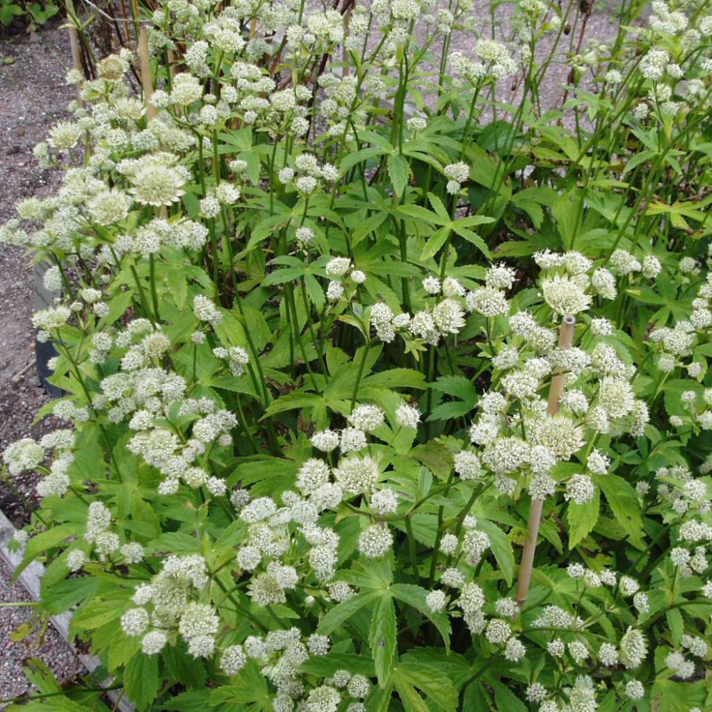 Astrantia major Alba - Sterndolde