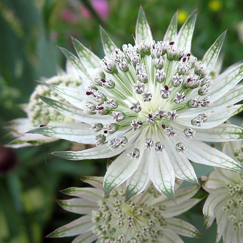 Astrantia major Alba - Sterndolde