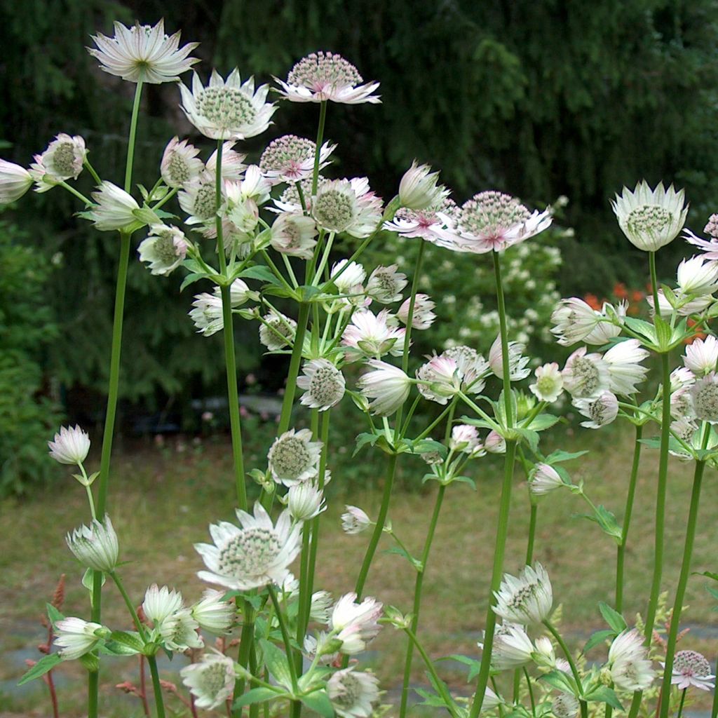 Astrantia major Alba - Sterndolde