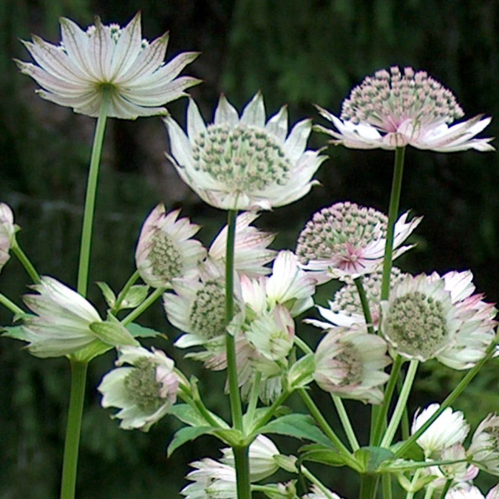 Astrantia major Alba - Sterndolde