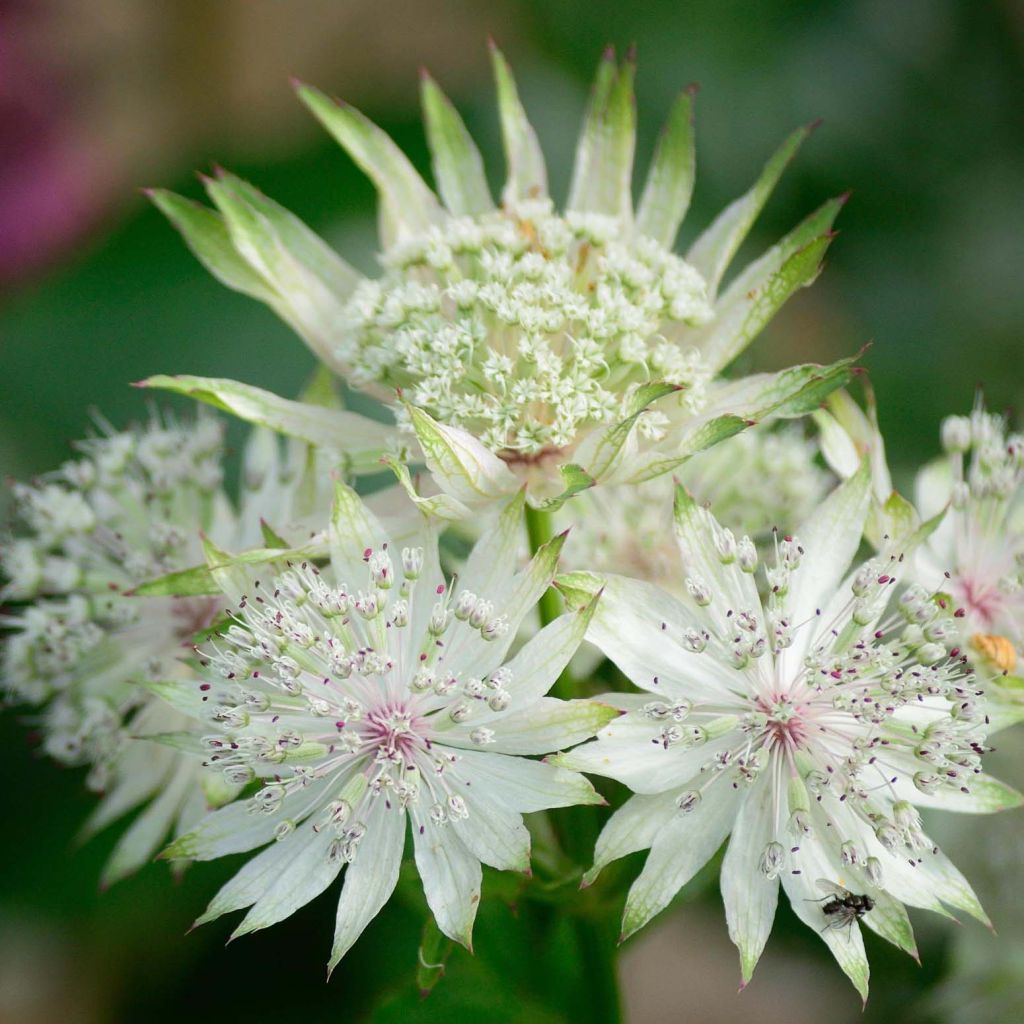 Astrantia White Giant - Große Sterndolde