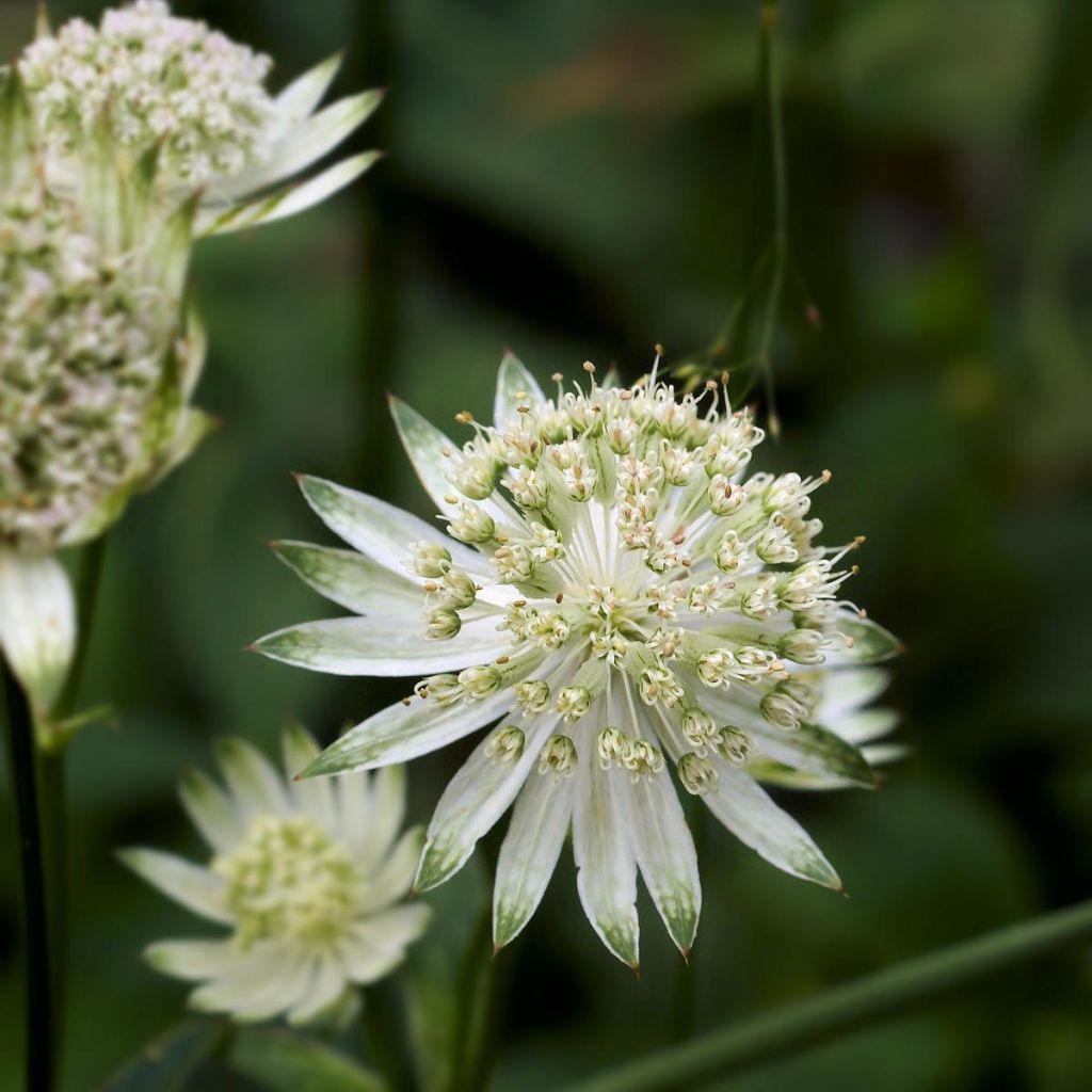 Astrantia major Alba - Sterndolde