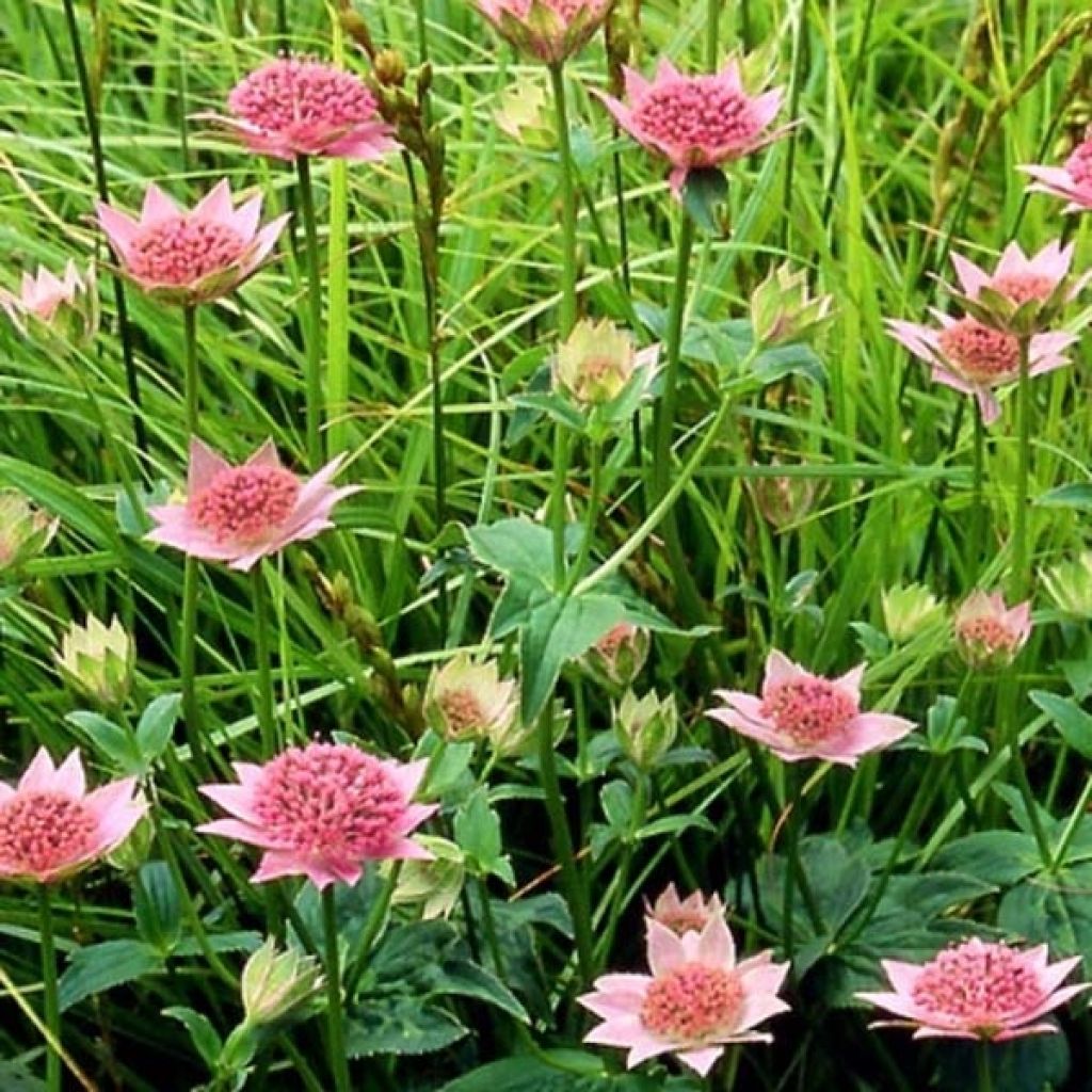 Astrantia maxima - Große Kaukasus-Sterndolde