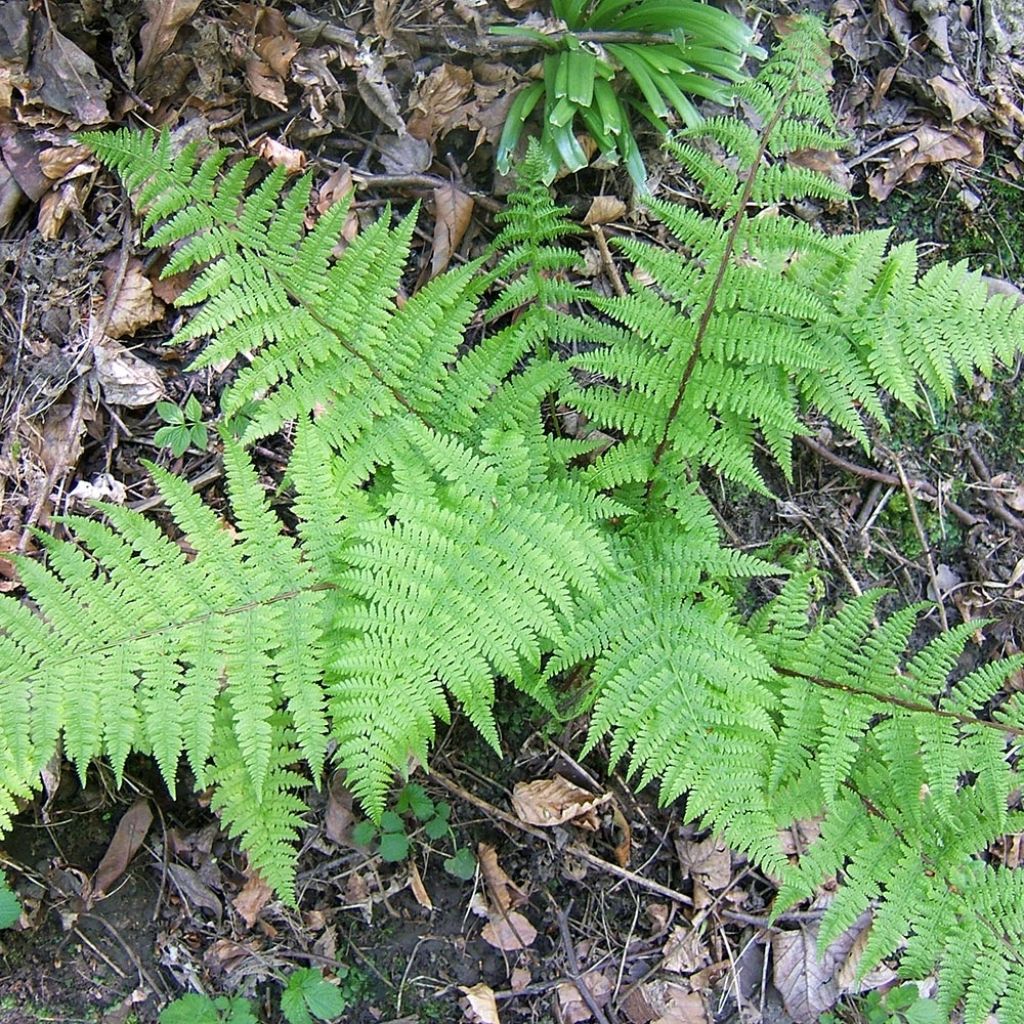 Athyrium filix-femina - Wald-Frauenfarn