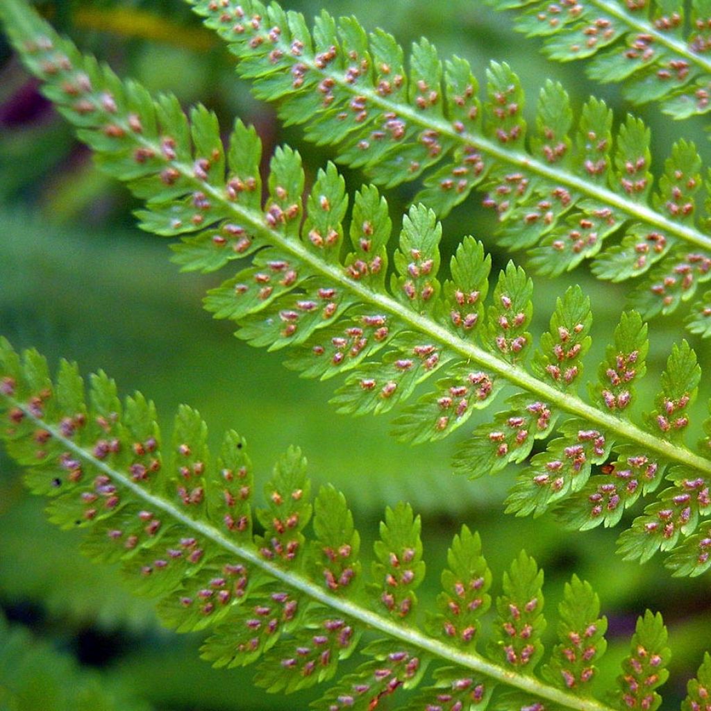 Athyrium filix-femina - Fougère femelle