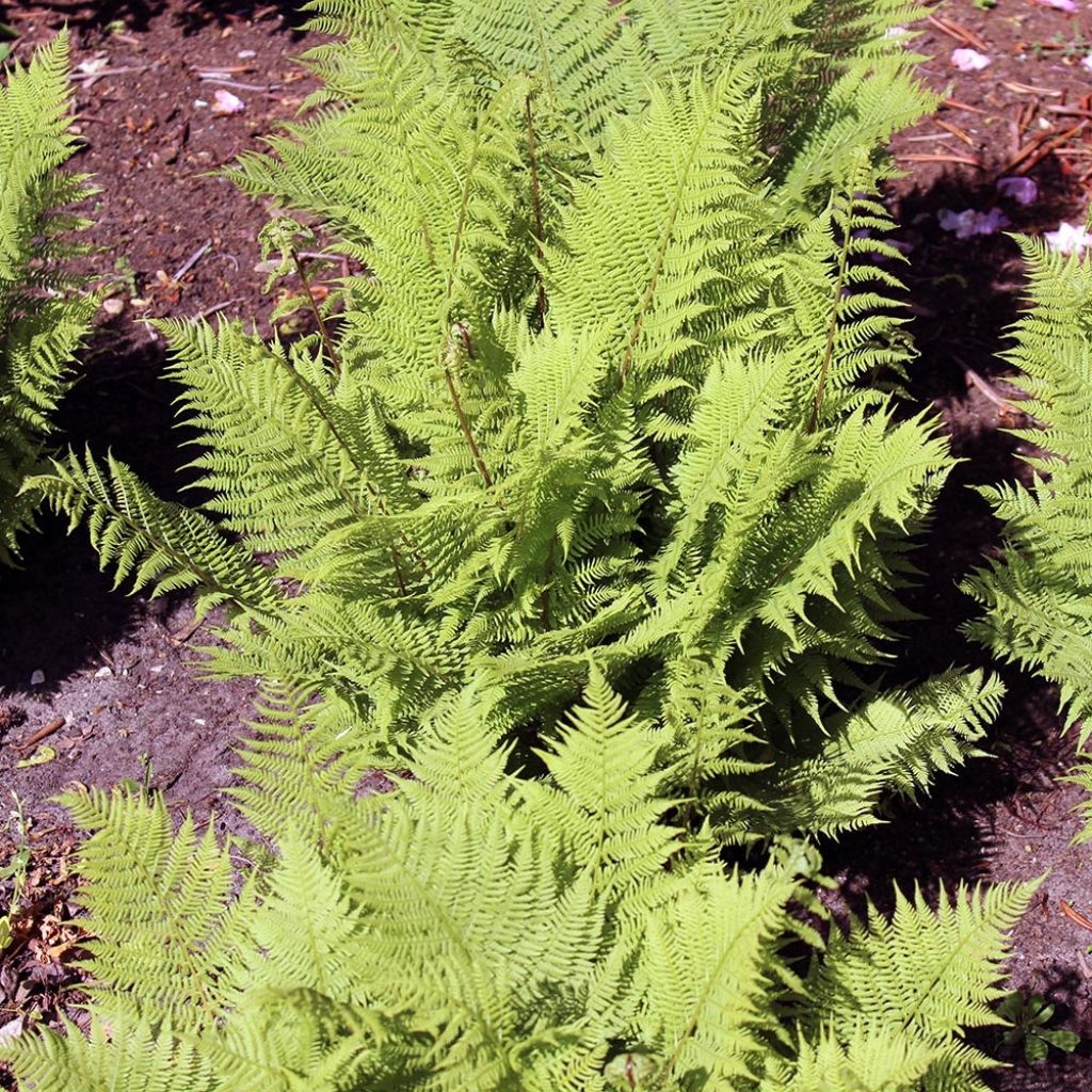 Athyrium filix-femina Rotstiel - Wald-Frauenfarn