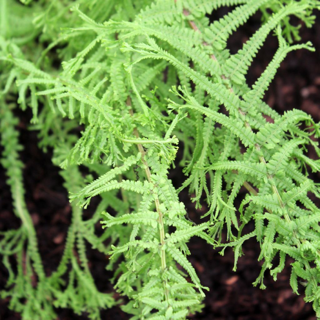 Athyrium filix-femina Victoriae - Wald-Frauenfarn