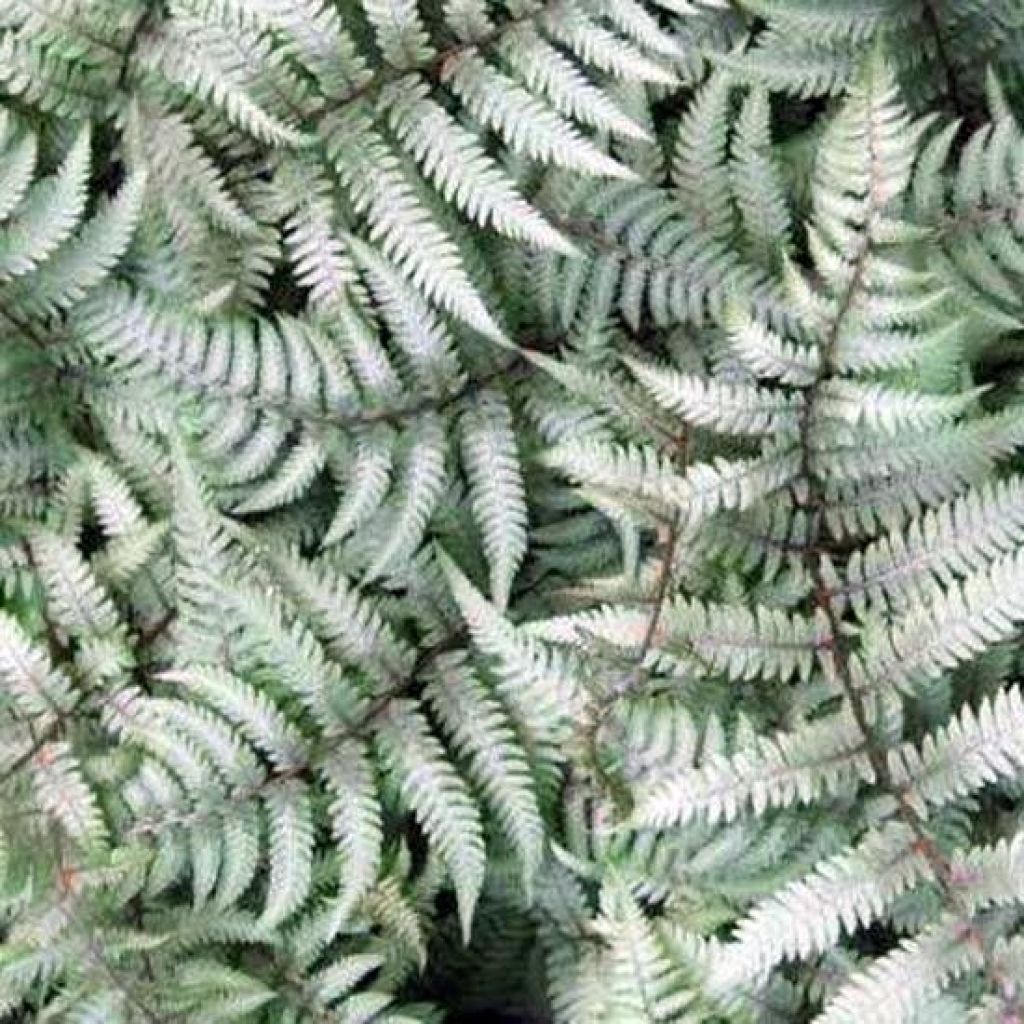 Athyrium niponicum Burgundy Lace - Regenbogenfarn