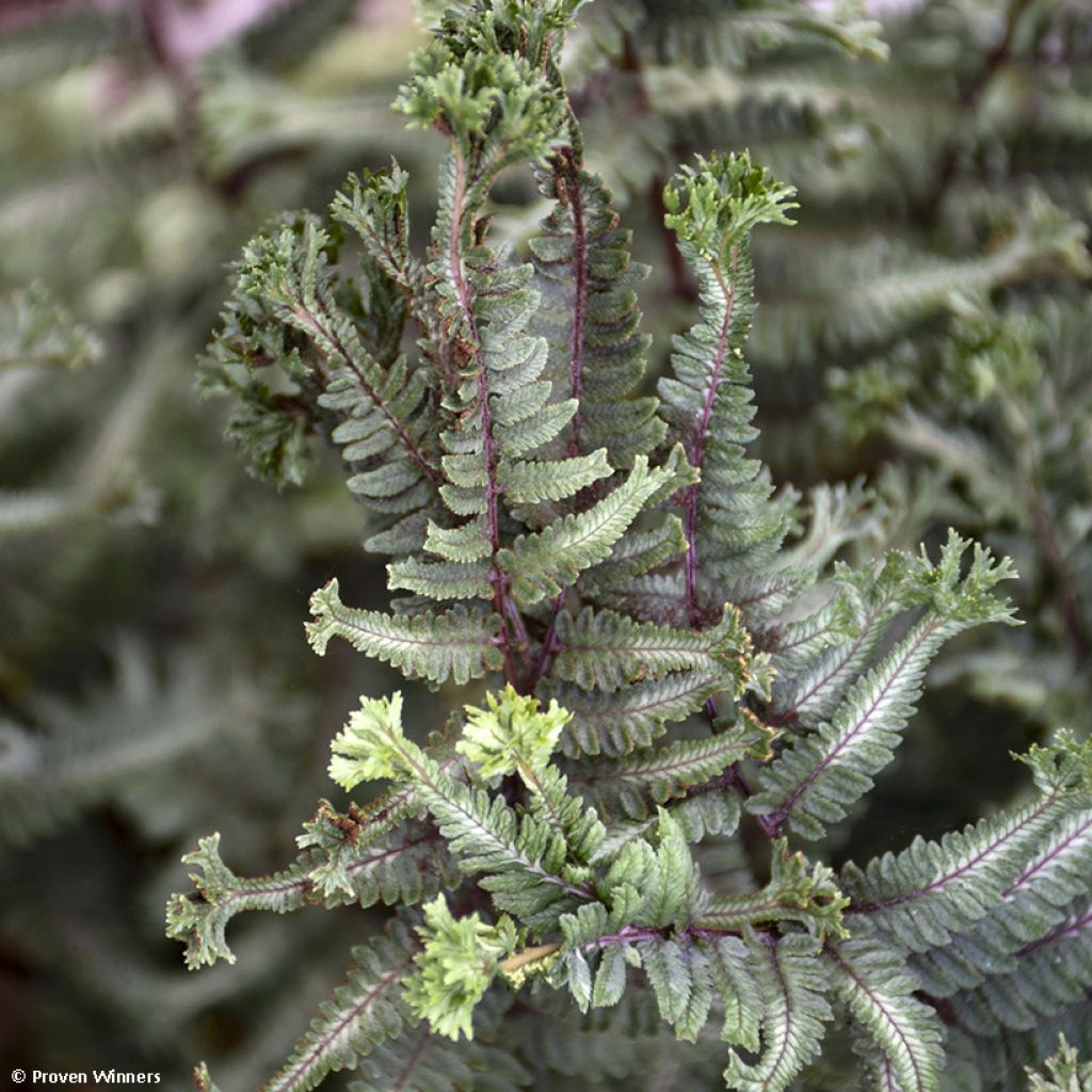 Athyrium niponicum Crested Surf - Regenbogenfarn