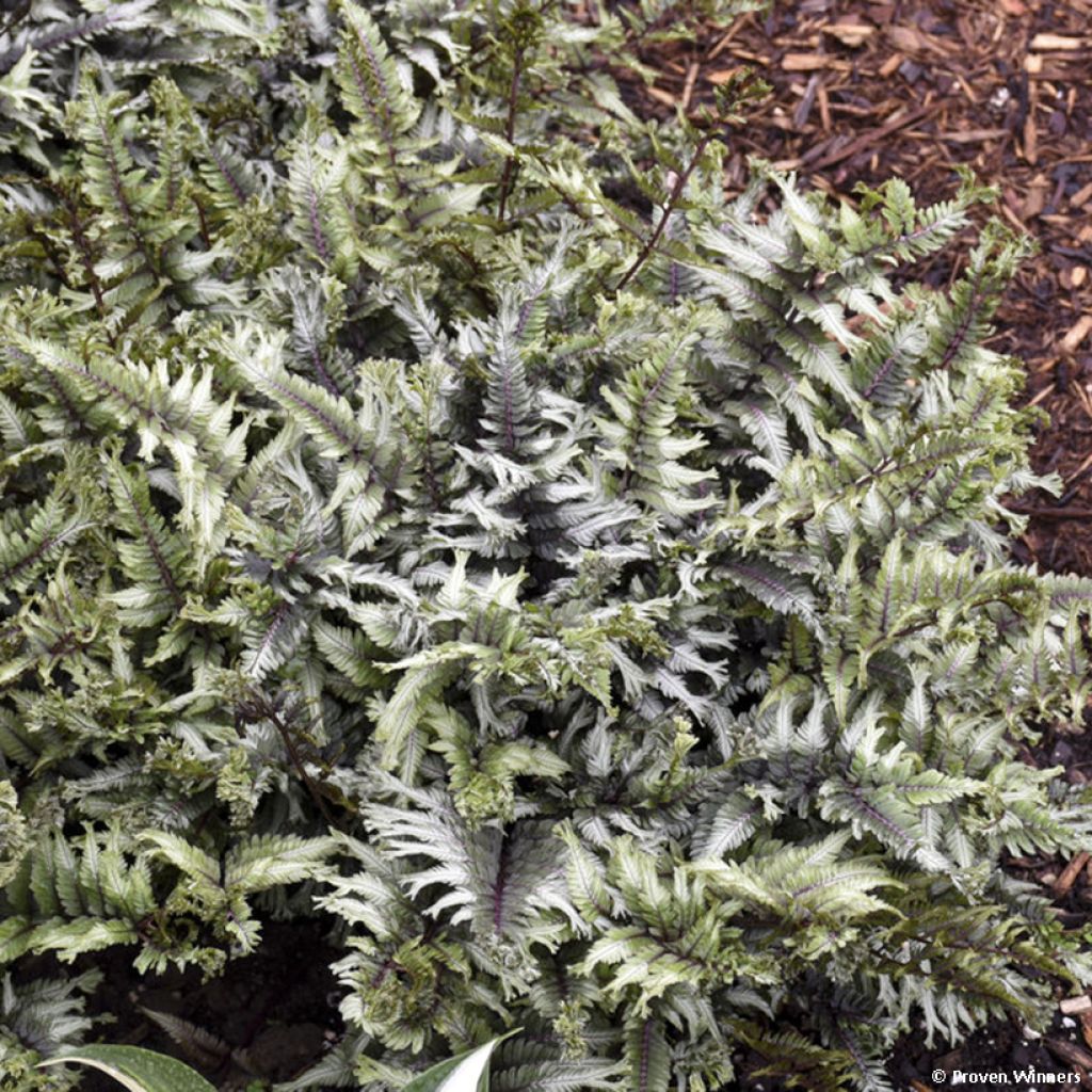 Athyrium niponicum Crested Surf - Regenbogenfarn