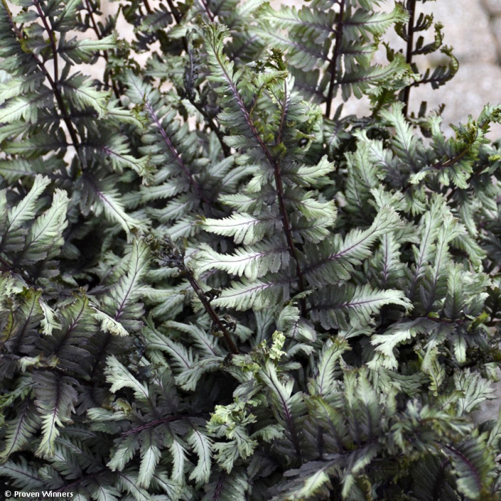 Athyrium niponicum Crested Surf - Regenbogenfarn