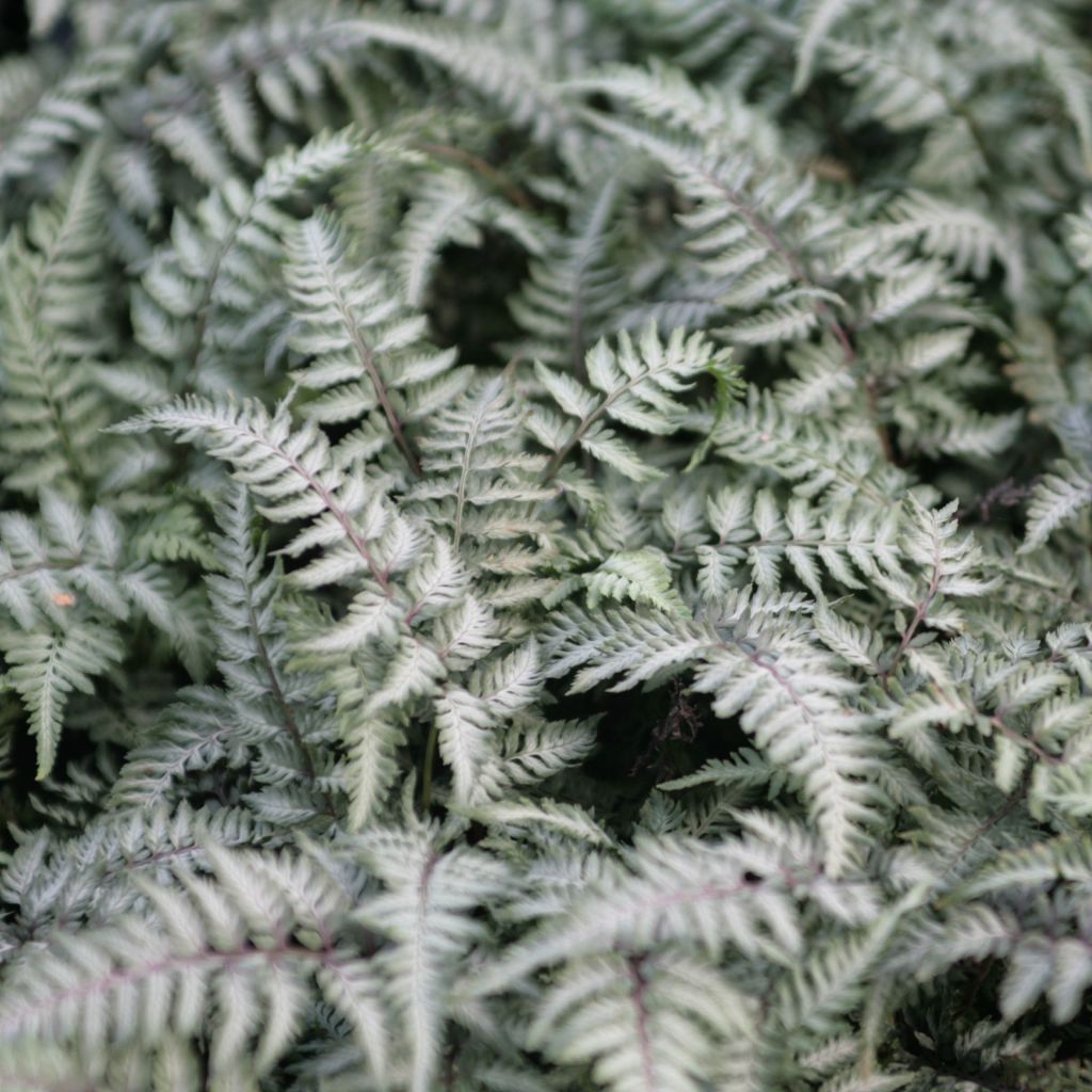 Athyrium niponicum Pewter Lace - Regenbogenfarn