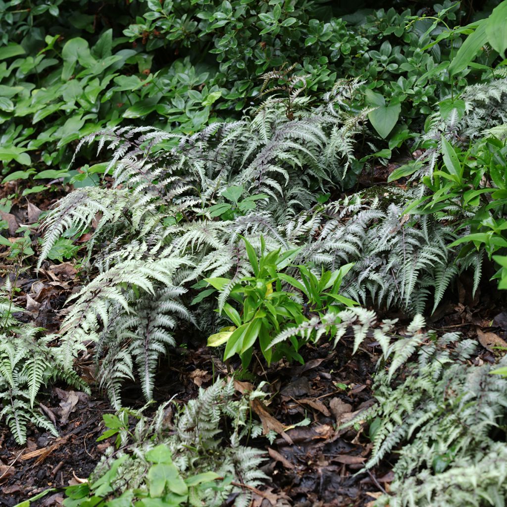 Athyrium niponicum Pewter Lace - Regenbogenfarn