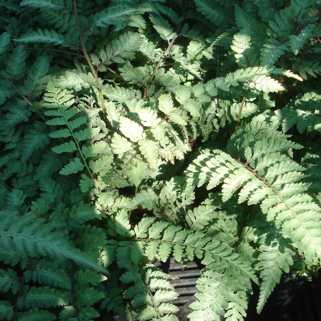 Athyrium niponicum Ursula's red - Regenbogenfarn