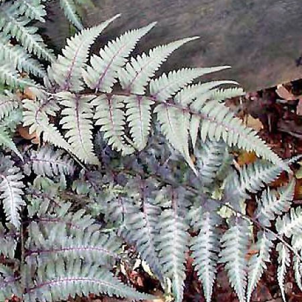 Athyrium niponicum var. pictum Metallicum - Regenbogenfarn