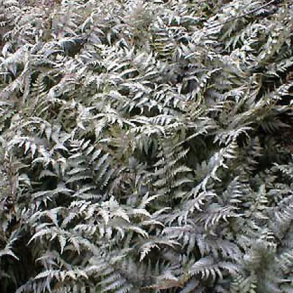 Athyrium niponicum var. pictum Metallicum - Regenbogenfarn