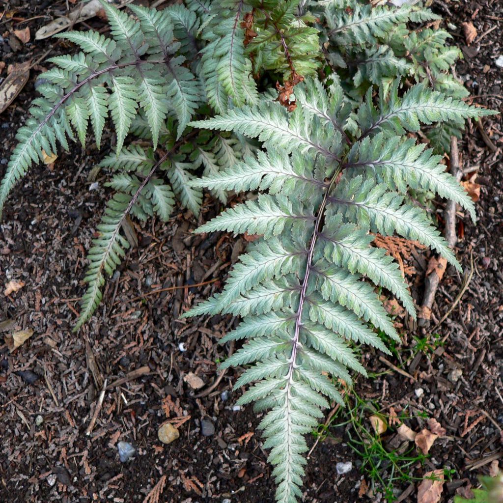 Athyrium niponicum var. pictum Red Beauty - Regenbogenfarn