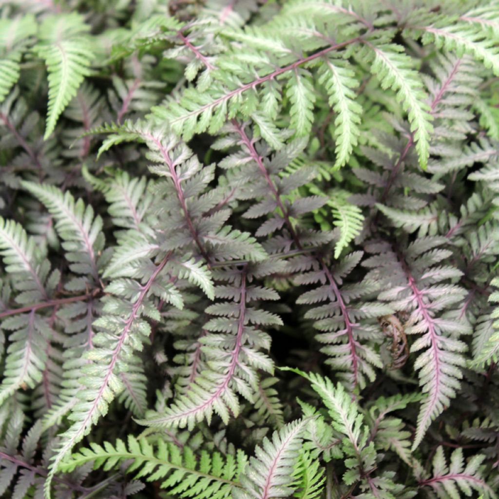 Athyrium niponicum var. pictum Red Beauty - Regenbogenfarn