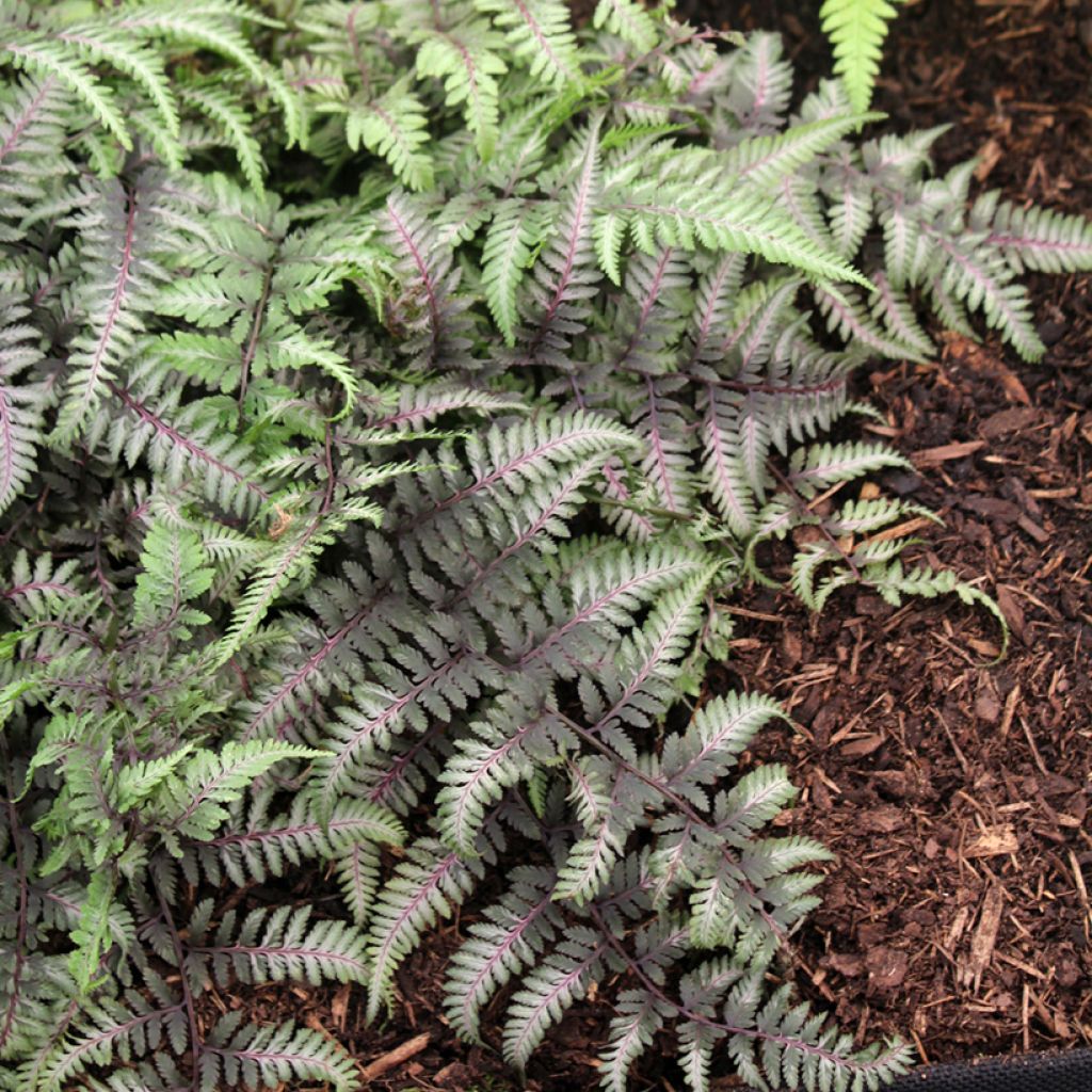 Athyrium niponicum var. pictum Red Beauty - Regenbogenfarn