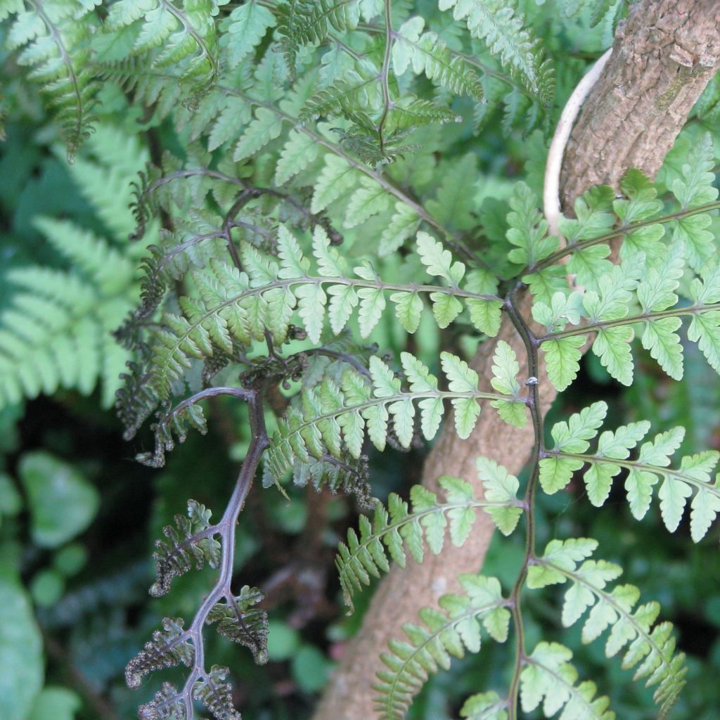 Athyrium otophorum var. okanum - Öhriger Frauenfarn