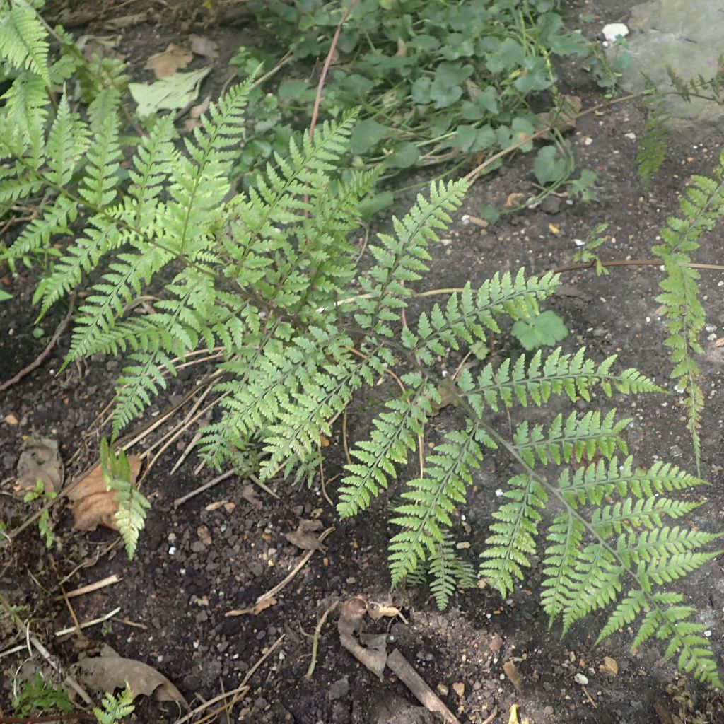 Athyrium vidalii - Fougère de Vidal