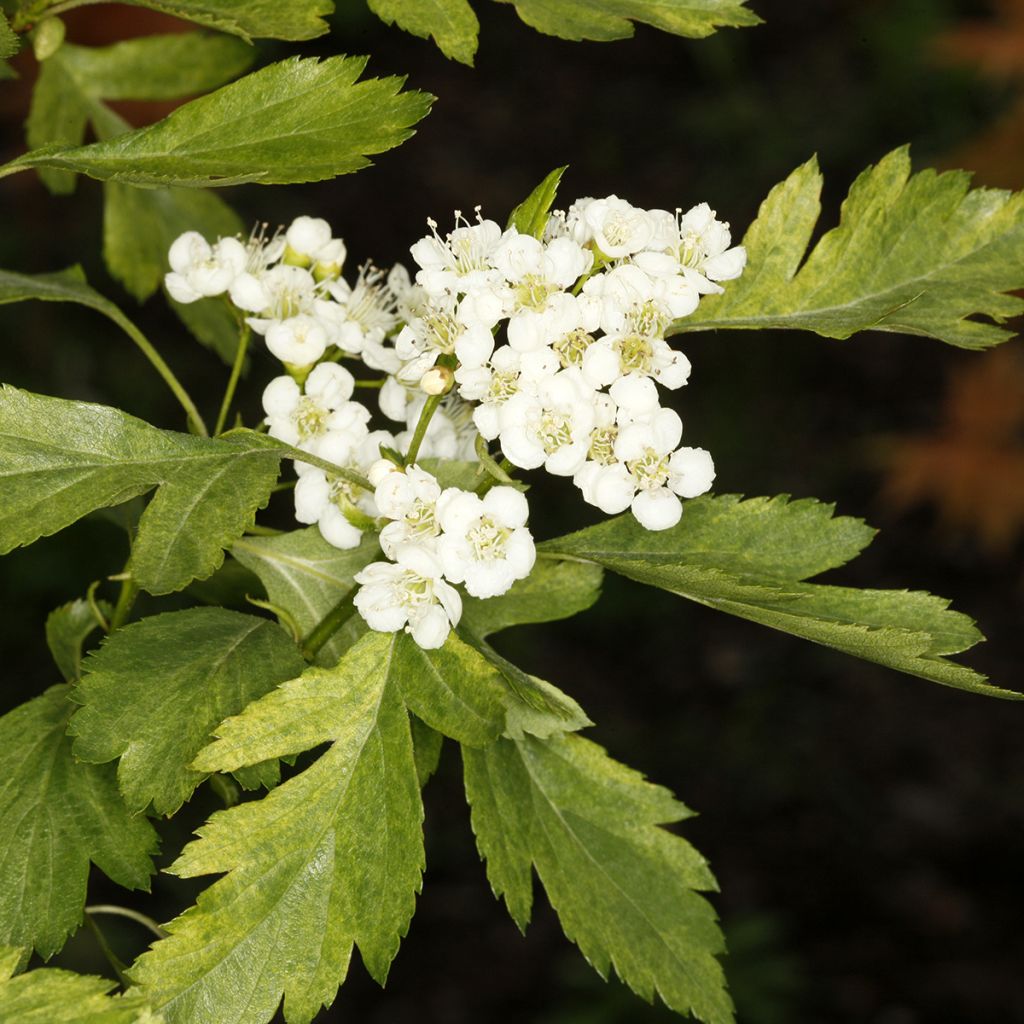 Crataegus chlorosarca Variegata - Weißdorn