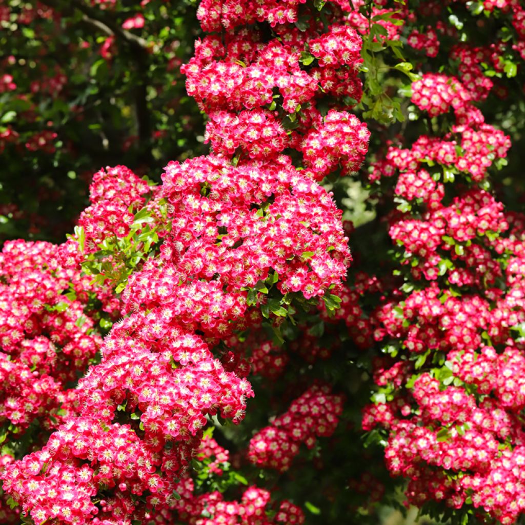 Crataegus laevigata Crimson Cloud - Zweigriffliger Weißdorn