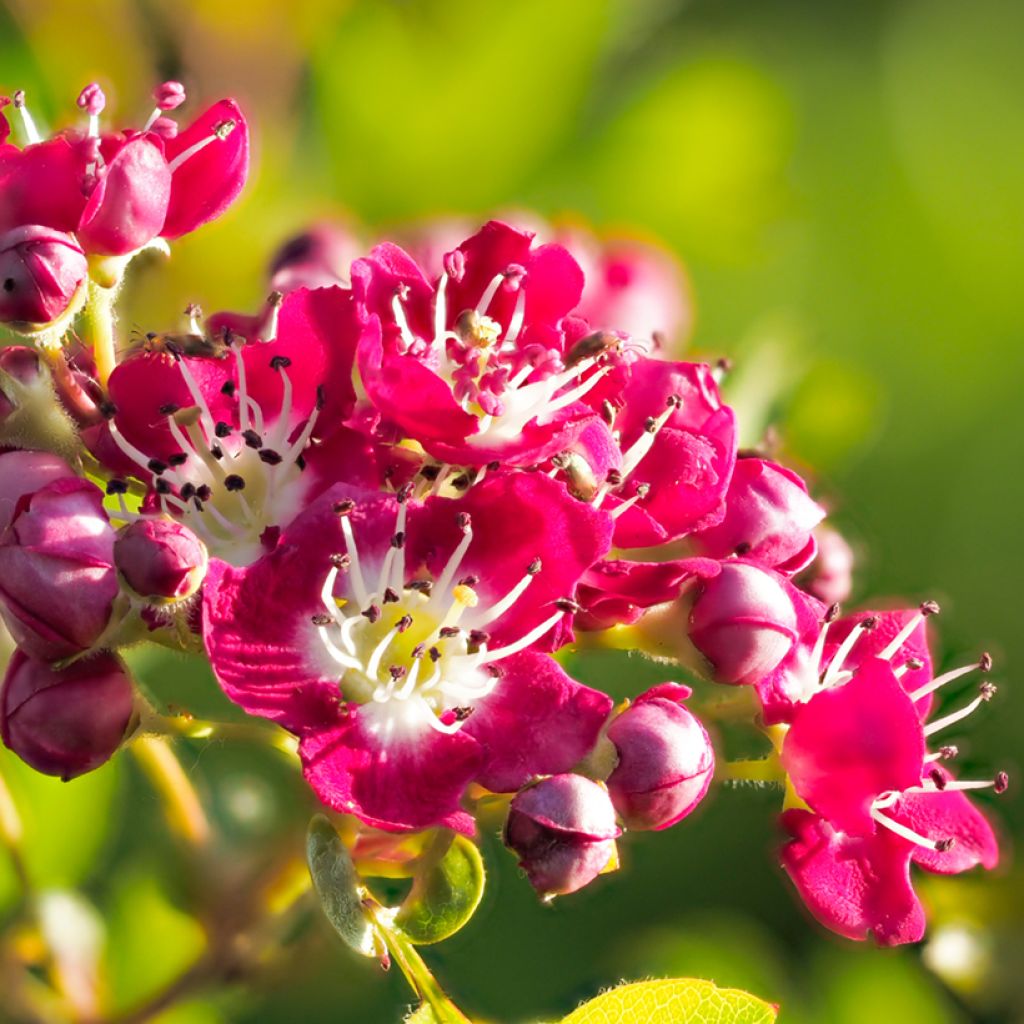 Crataegus laevigata Crimson Cloud - Zweigriffliger Weißdorn