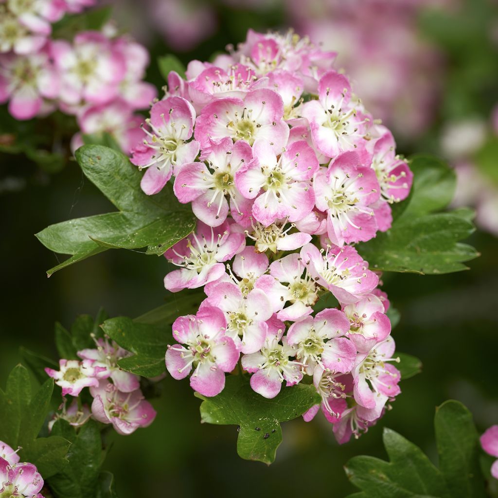 Crataegus Princesse Sturdza - Weißdorn