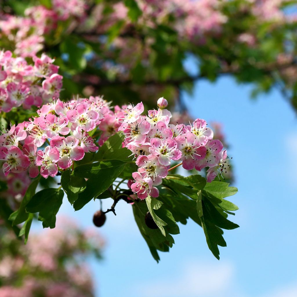 Crataegus Princesse Sturdza - Weißdorn