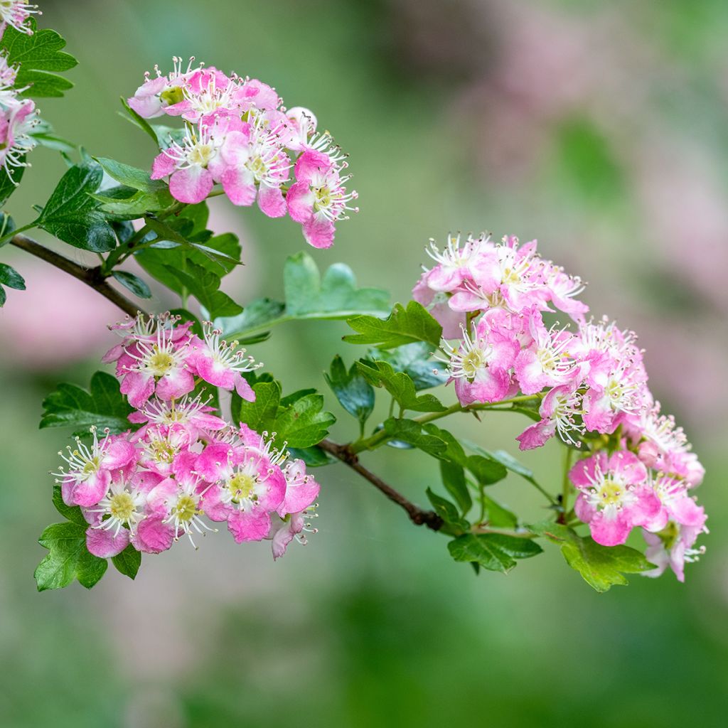 Crataegus Princesse Sturdza - Weißdorn