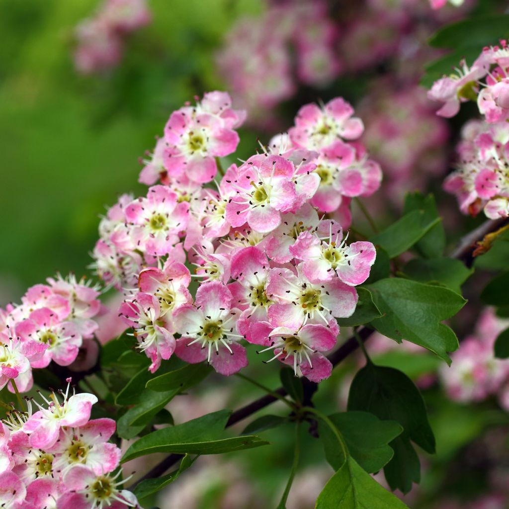 Crataegus Princesse Sturdza - Weißdorn