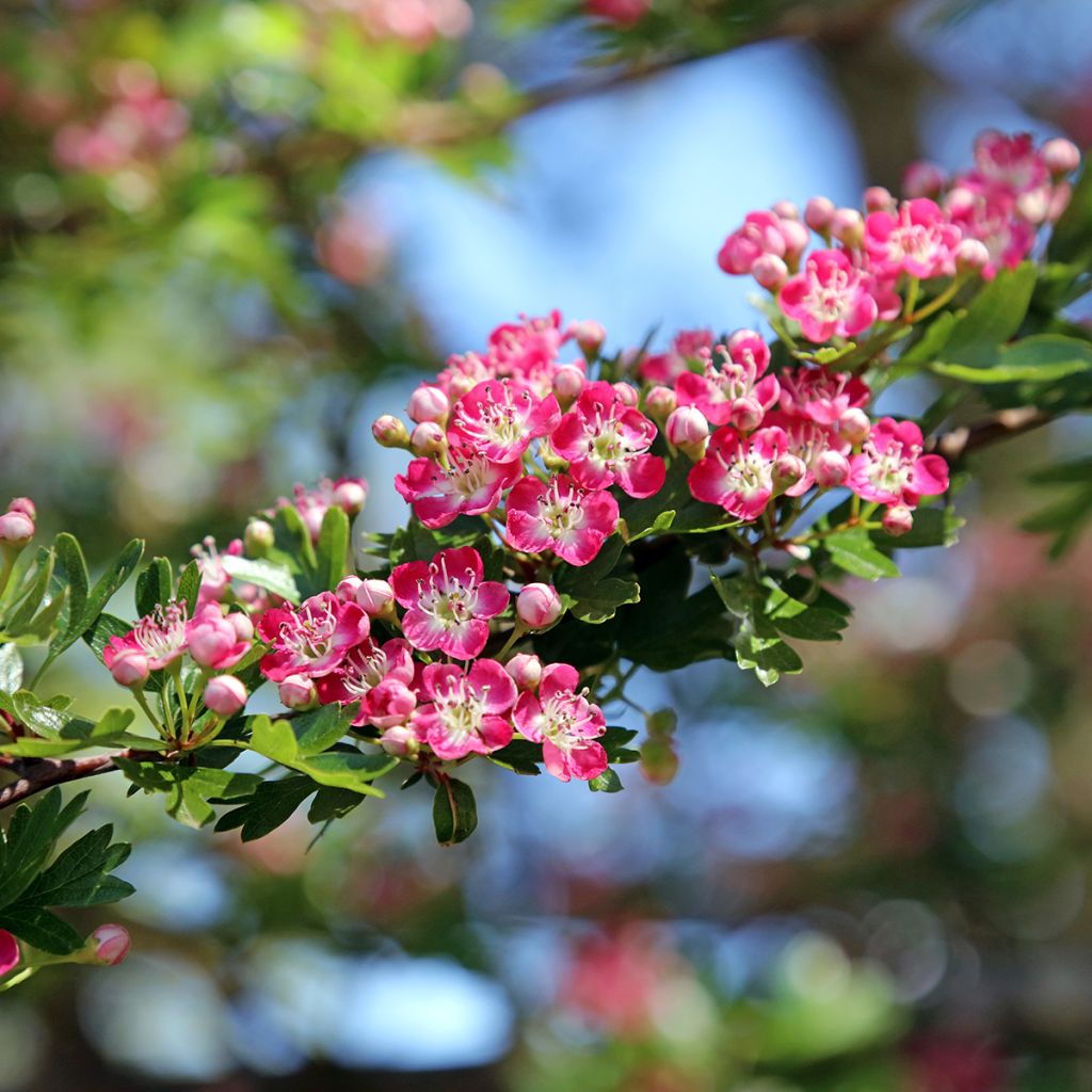 Crataegus Princesse Sturdza - Weißdorn