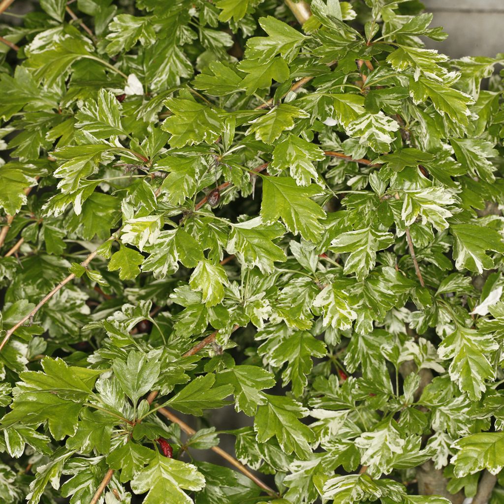 Crataegus monogyna Variegata - Eingriffliger Weißdorn