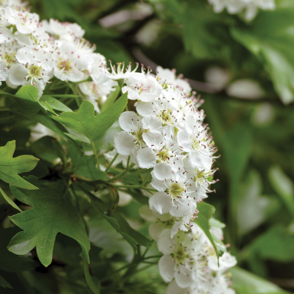 Crataegus monogyna - Eingriffliger Weißdorn